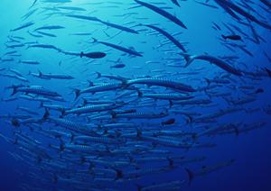 海中の世界は非日常的で神秘的です