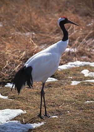 福岡市博多区のビジネスホテル【東横INN博多駅南】詳細情報と魅力ポイント