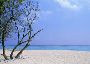 埼玉に存在する神社に関する話など